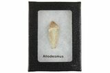 Rooted Fossil Sea Lion (Allodesmus) Tooth - Bakersfield, CA #175180-2
